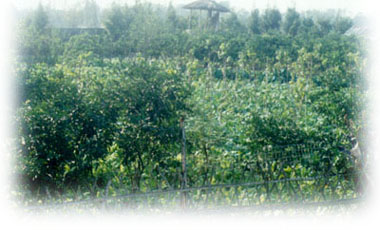 gy2.JPG (39990 bytes)